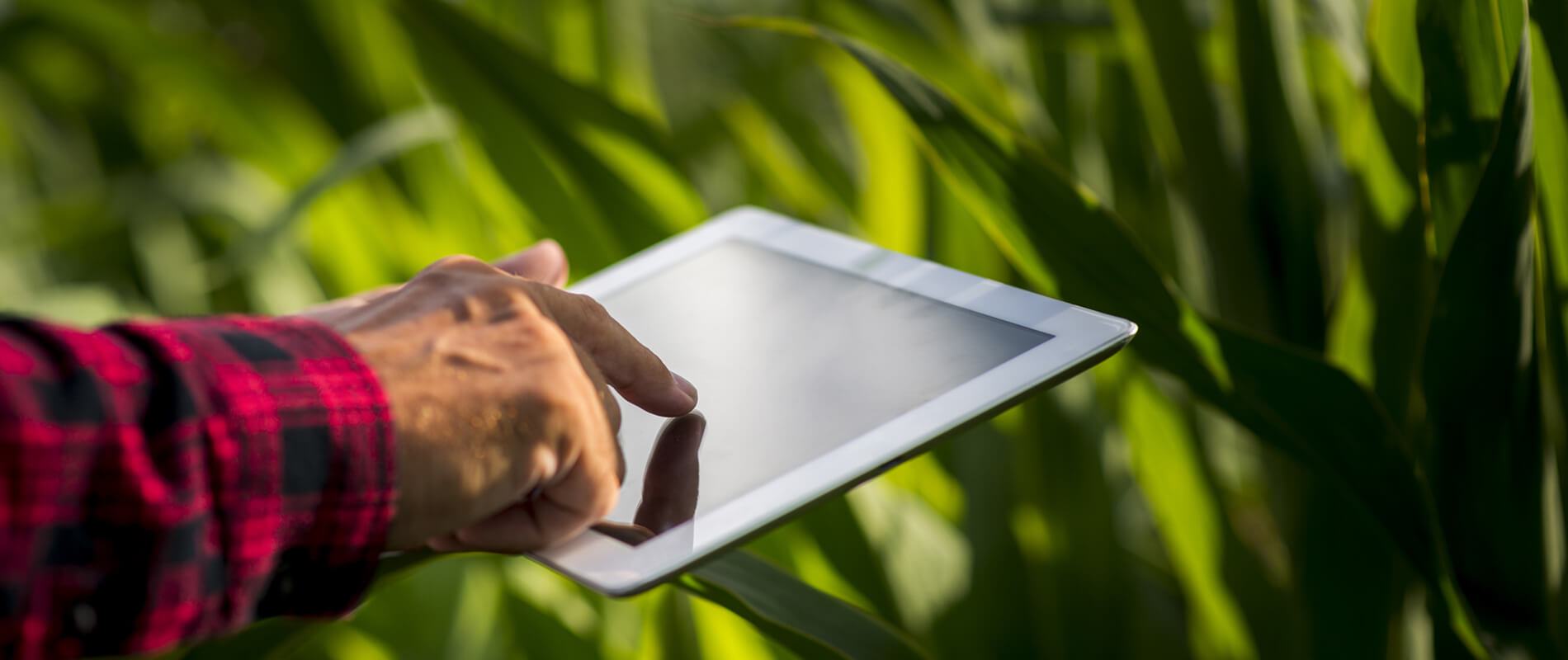 Consultoria e Pesquisa agricola