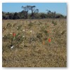Controle de Plantas Daninhas