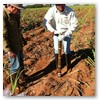 Estudos de Matologia