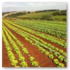 Olericultura em geral