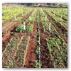 Olericultura em geral